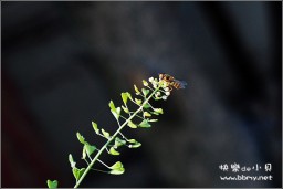 蜜蜂金东浩成长相册0